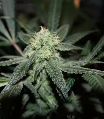 Graines de cannabis Royal Cookies (RQS)
