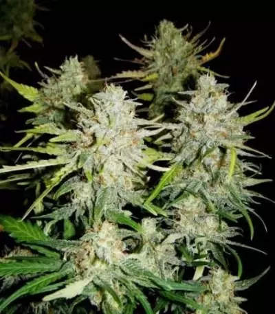 Graines de cannabis Super Critical Auto (GHS)