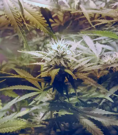 Cream Mandarine Auto Seeds