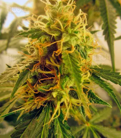 Jack Herer Auto (GHS)