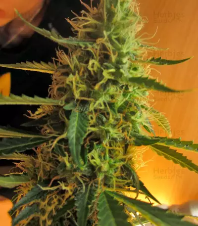 Jack Herer Auto (GHS)