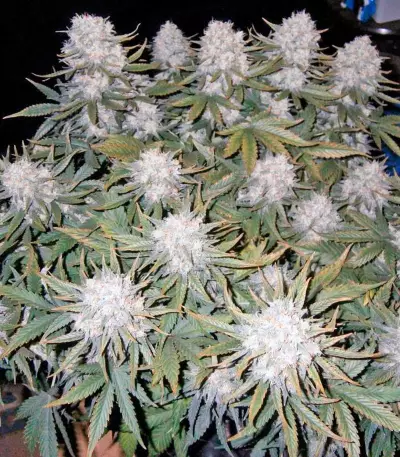 Killer Kush Auto Seeds