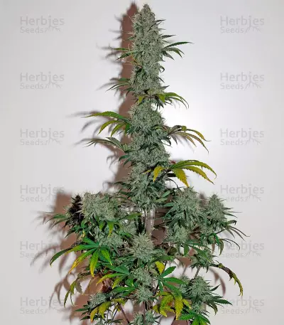 Graines de cannabis OG Kush Autoflowering (Dinafem Seeds)