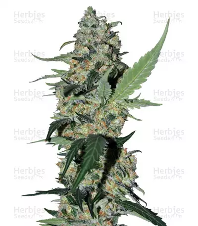Buy Green Poison F1 Fast Version feminized seeds