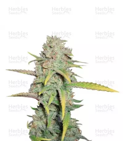 Buy O.G. Kush feminized seeds