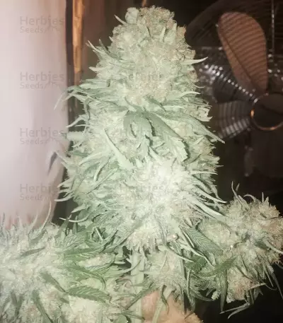 Fruit Punch (Heavyweight Seeds)