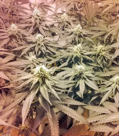 Lithium OG Kush Seeds