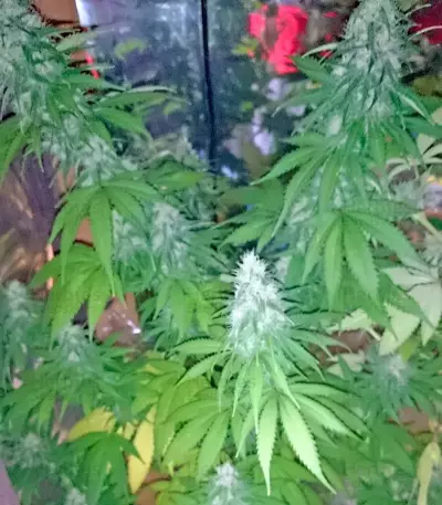 Santa Sativa Seeds