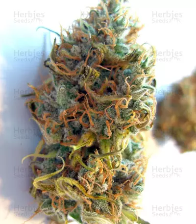 Wappa feminized seeds