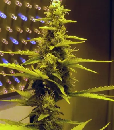 60 Day Wonder Autoflower (DNA Genetics)