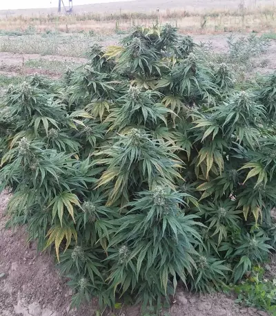 Cannatonic feminized seeds
