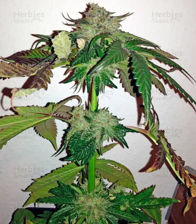 Semi femminizzati di Caramel Kush