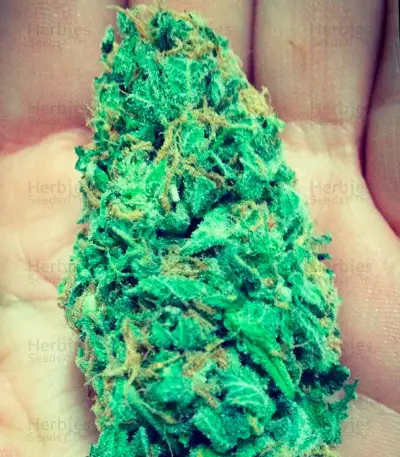 Graines de cannabis Goji Haze (Sumo Seeds)