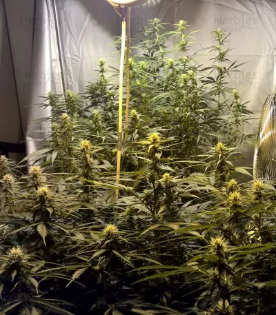 Semi femminizzati di Lemon Kush (Semi femminili)