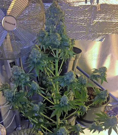 Midnight Mass (Heavyweight Seeds)