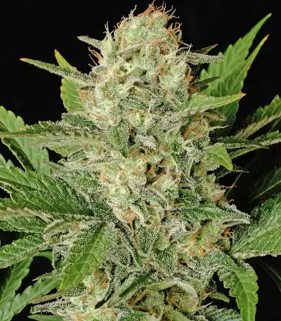 Motavation feminized seeds