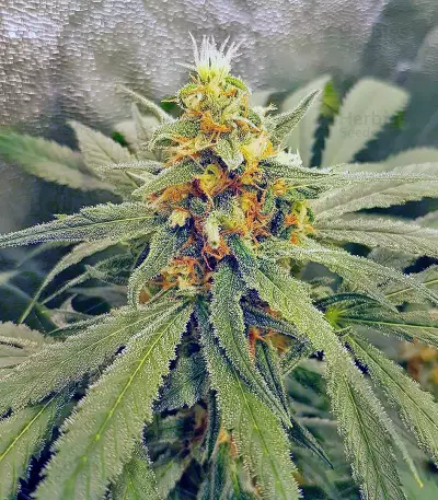 Northern Lights Seeds (Vision Seeds)