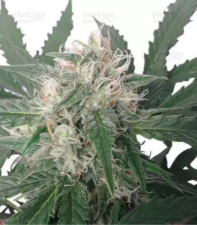 Royal Bluematic Auto feminized seeds