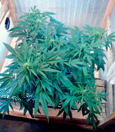 Semi femminizzati Speedy Boom Auto