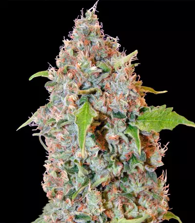 Chronic Thunder Seeds