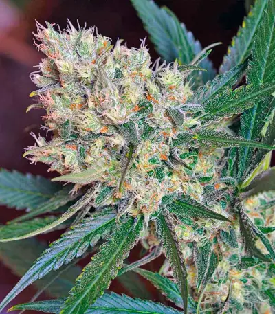 Green Poison F1 Fast Version feminized seeds