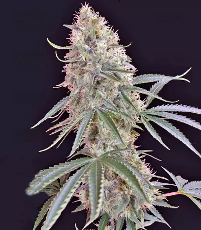 Sin Tra Bajo Auto fem Auto Seeds