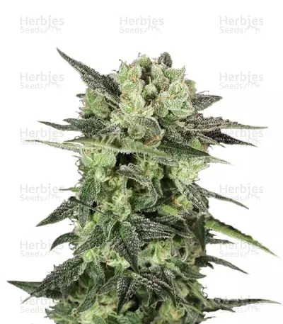 Graines de cannabis Auto Mk-Ultra (T.H. Seeds)