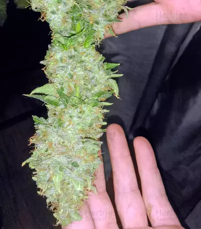 Misty Kush (Nirvana Seeds)