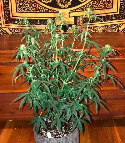 OG Kush Auto feminized seeds (Dr. Krippling Seeds)