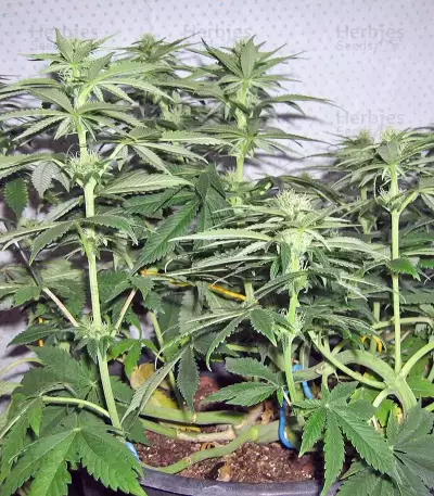 Pineapple Chunk feminized seeds