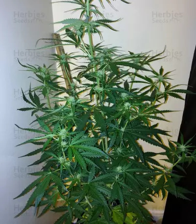 2 Fast & 2 Vast Auto Seeds
