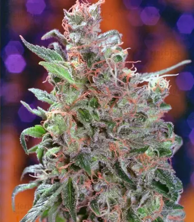 Californian Orange (Dutch Passion)