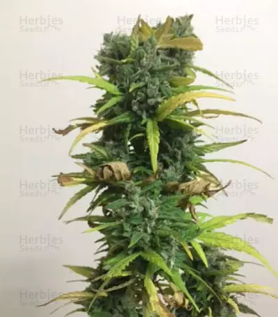 Critical Impact Seeds
