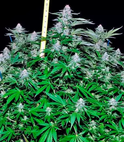 Critical + Seeds