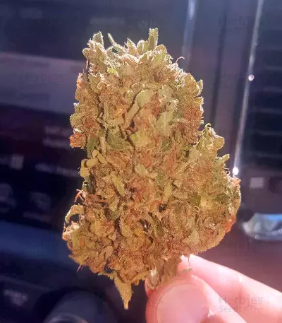 Dedoverde Haze (Humboldt Seeds Organization)