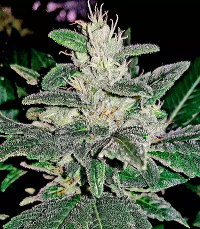 Kritikal-K Seeds