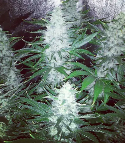 Graines de cannabis Pure AK (Female Seeds)