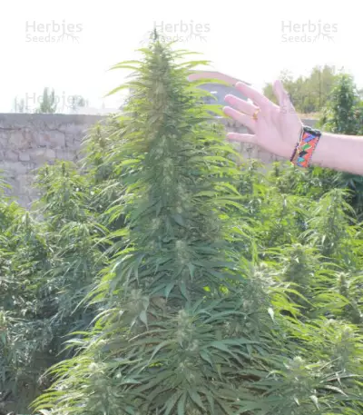 Super Skunk feminized seeds (Vision Seeds)
