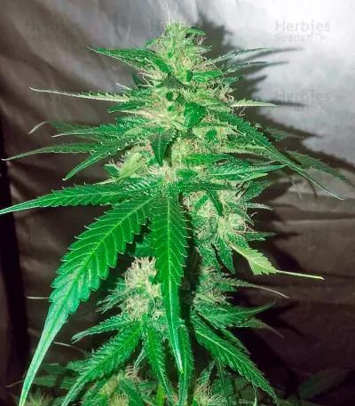 Sweet Soma Seeds
