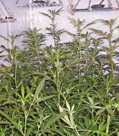 Trainwreck Seeds (Humboldt Seeds Organization) - Cannabis Strain Seeds for Sale