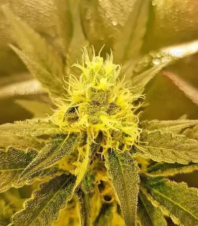 White Widow feminized seeds (Vision Seeds)