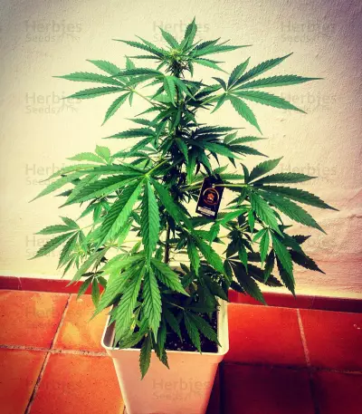 Zombie Haze Auto feminized seeds