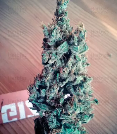 Black Jack F1 Fast Version feminized seeds