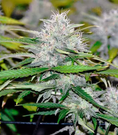 Cream Mandarine XL Auto Seeds