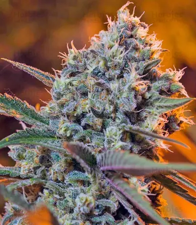 Green Poison F1 Fast Version feminized seeds