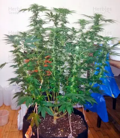 Graines de cannabis Kaia Kush (GHS)