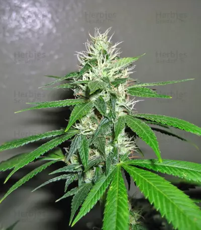 Graines de cannabis Kaia Kush (GHS)