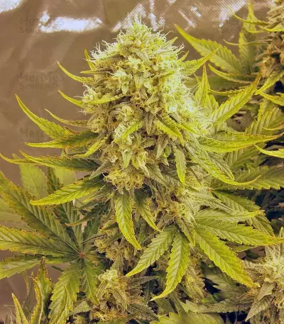 Killer Kush Auto Seeds