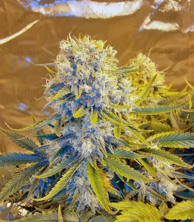 Killer Kush Auto Seeds