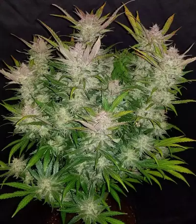 Cream Cookies Auto Seeds